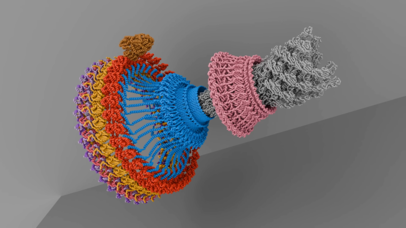 科學家破解單細胞細菌鞭毛馬達原理，生命驅動力蘊含宇宙基本法則