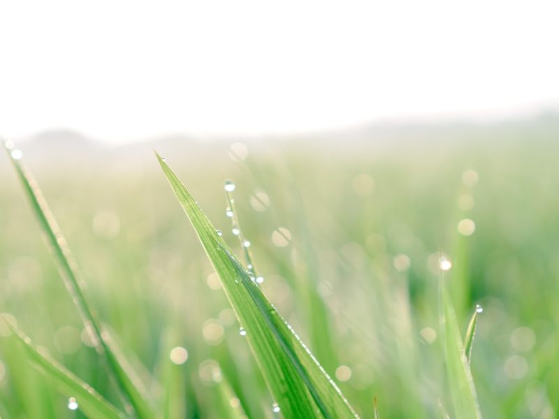 科學家證實植物種子可感知雨聲，像「開工訊號」加速破土發芽