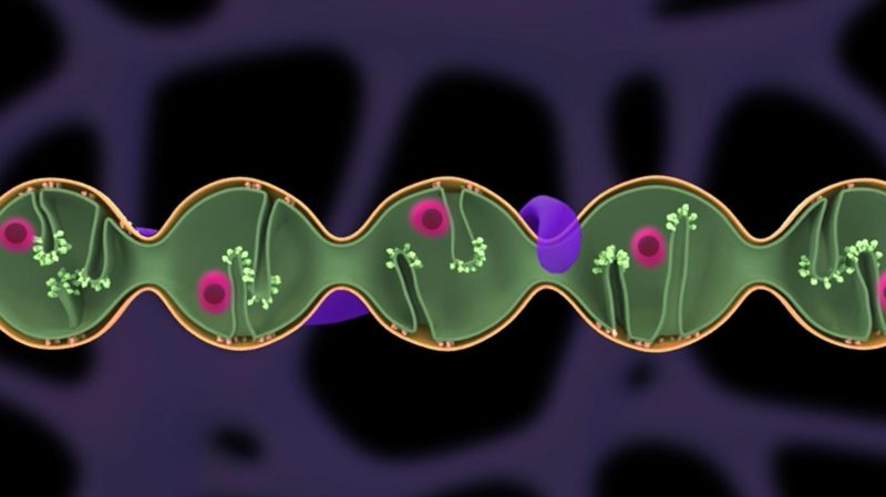 科學家找到粒線體如何維持自身健康的關鍵：珍珠化