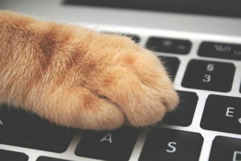 貓咪踩鍵盤不再崩潰！Mac 應用程式 Cats Lock 一鍵鎖定保平安