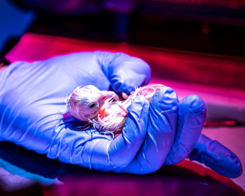 滅絕不再是永久的？Colossal Biosciences 人造蛋首孵成功，科學界反應兩極