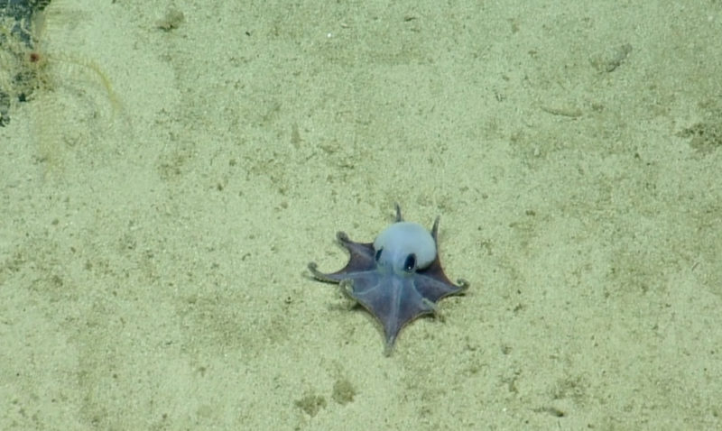 加拉巴哥深海的藍色「精靈」，科學家花十年確認新身分