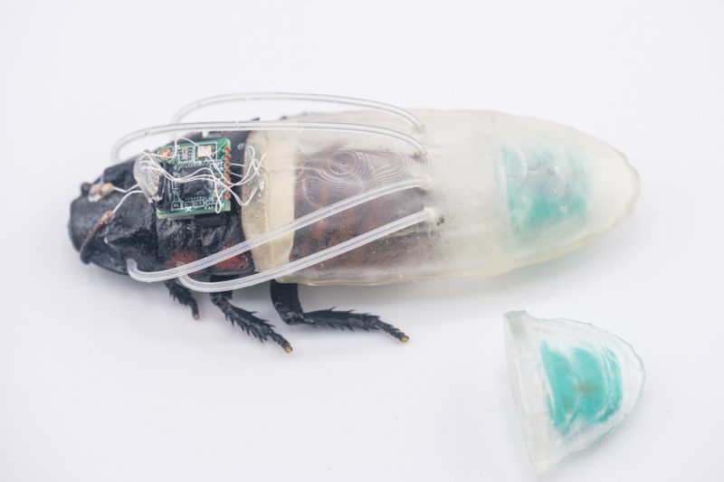地表最強生存者再進化，3D 列印微型潛水裝讓「賽博蟑螂」化身水下搜救部隊
