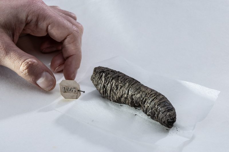 封印兩千年，AI 首次完整解碼 1.5 公尺維蘇威火山碳化古卷