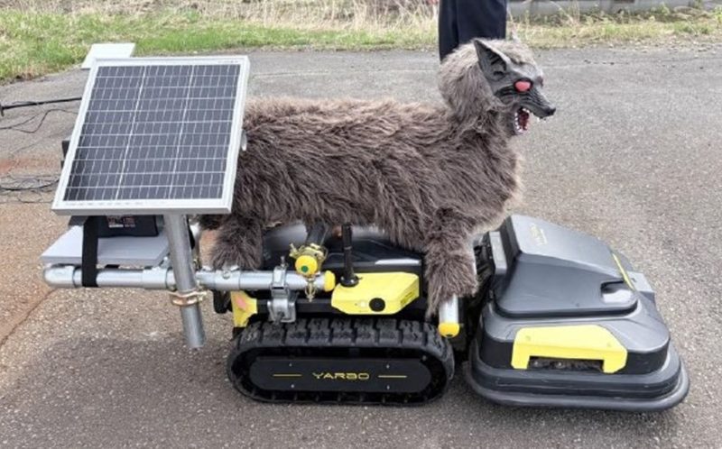 日本北海道機場導入機器狼，全天候巡邏驅趕野生動物