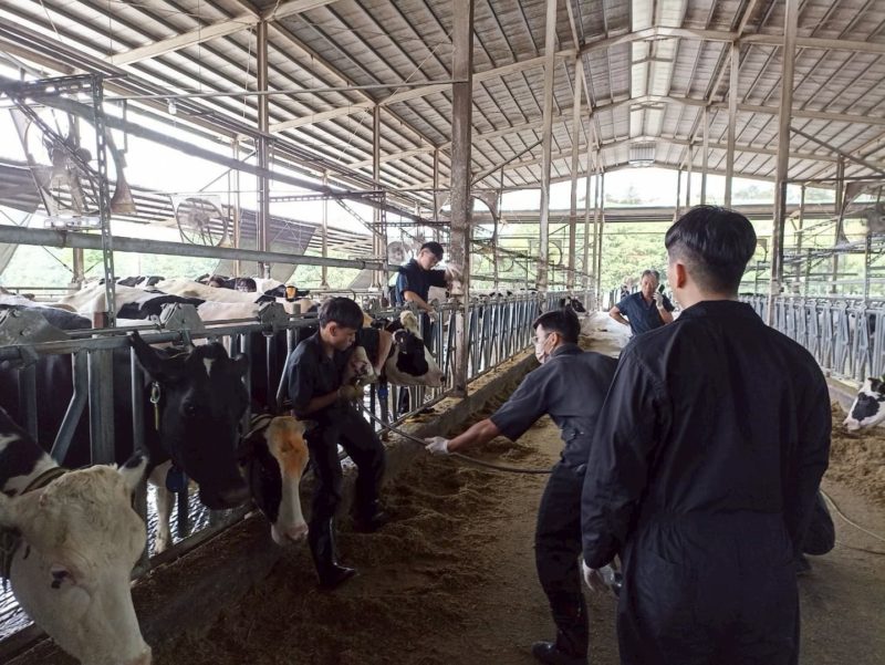 終結酪農最大痛點！台大攜手生合研發「乳牛專屬益生菌」打造泌乳配方