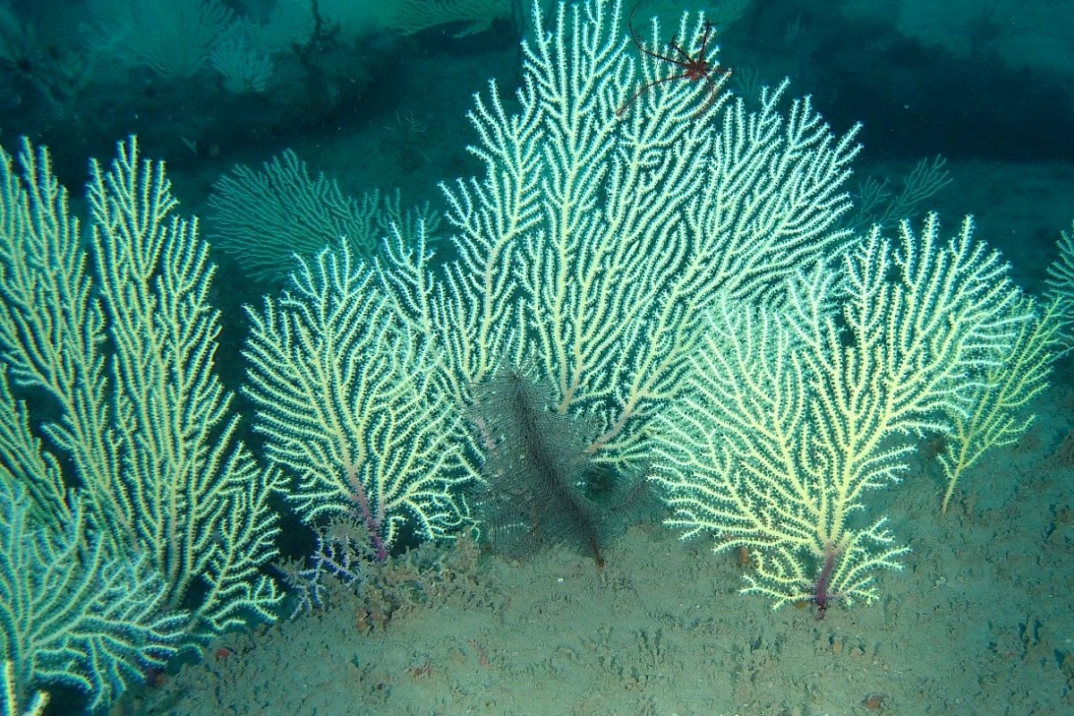 沉寂 60 年的死亡珊瑚區復活了？深海鏡頭直擊幾內亞灣生態奇蹟