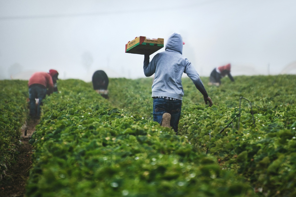 Extreme Heat Accelerates Pesticide Absorption in 2.4 Million US Farmworkers