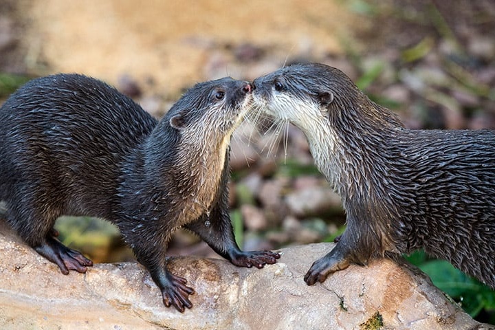 動物園裡的雙向奔赴,科學家發現人類圍觀或許是亞洲小爪水獺最愛的活動