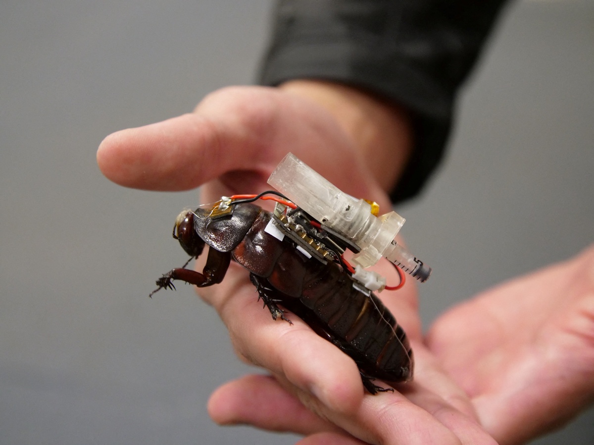 Australian Scientists Turn Cockroaches into Cyborg Helpers for Disaster Relief