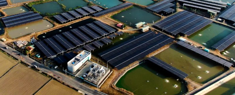 台泥綠能技轉水試所青蟹技術！漁電案場中秋首賣「光電蝦」